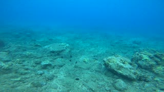 Green Turtles of Maui