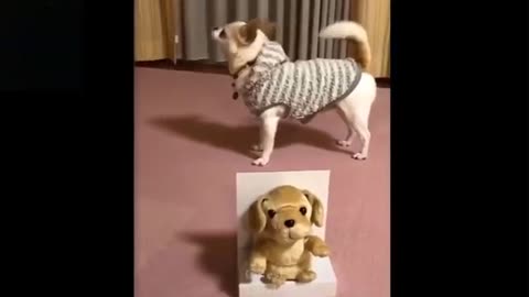 cute funny animals videos & more