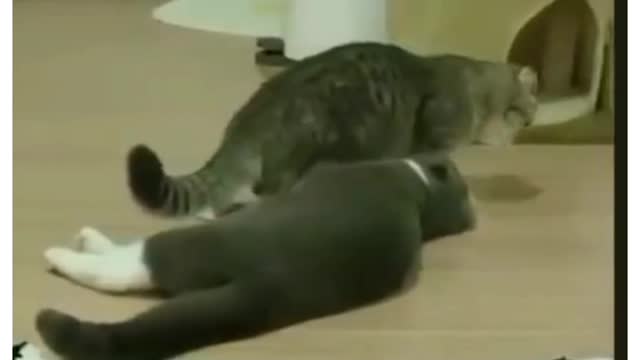 Cats that are in their spare time