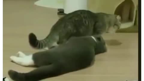 Cats that are in their spare time