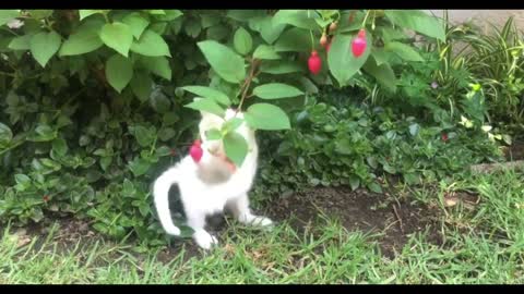 Cat tries to get food but fails.