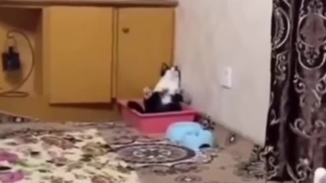 funny cat behavior makes you laugh