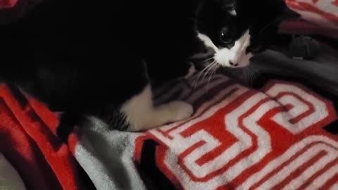 Adorable Story Time With Cute Cat