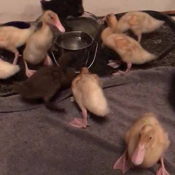 Ducklings in the house