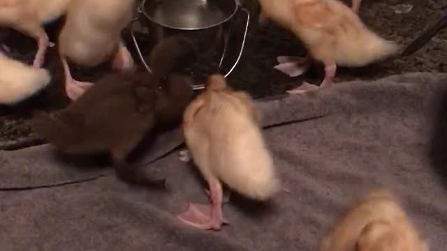 Ducklings in the house