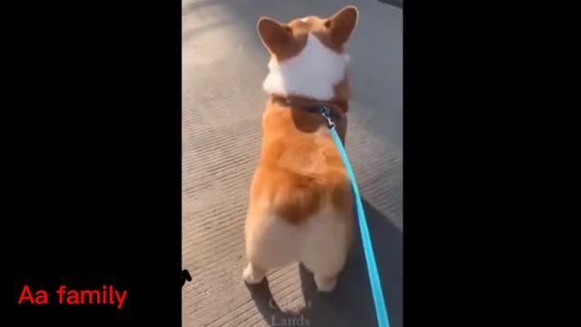 Dog is dancing like a NICKI MINAJ😆💕 (LOVE ANIMAL)