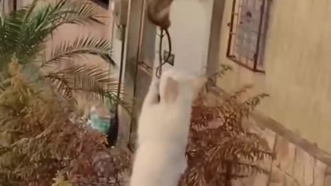 sicalWildlife