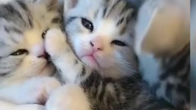 funny cat cute cat kitten
