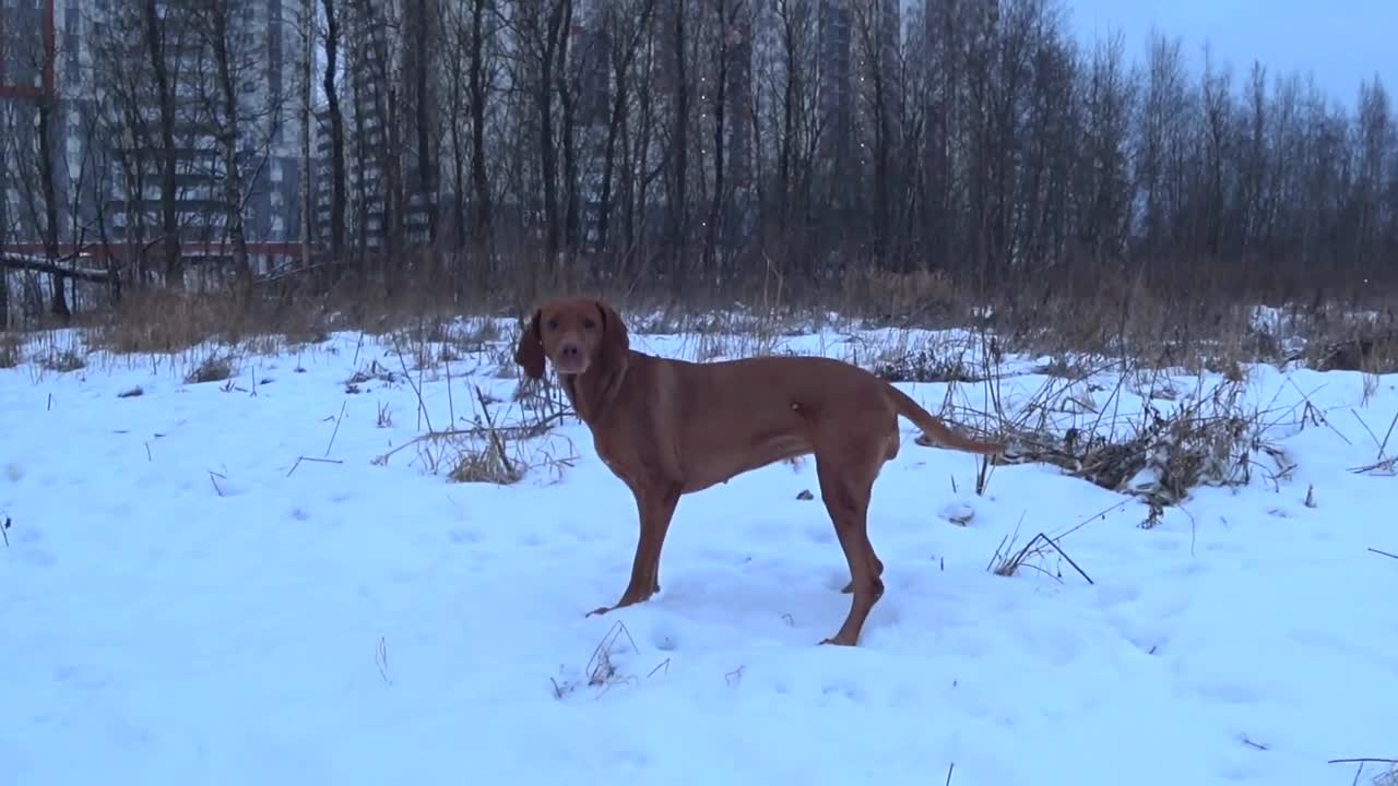 Dog dancing | Cat no longer walks on the floor