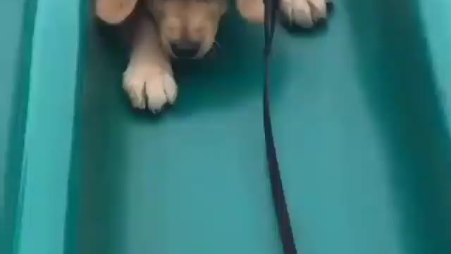 The funniest golden retriever