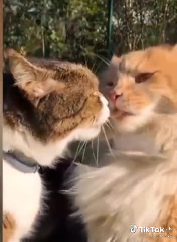 Funny cat "funny cat"