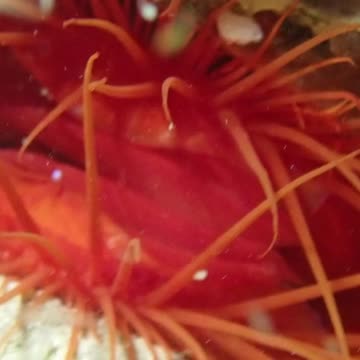 Electric clam shows off