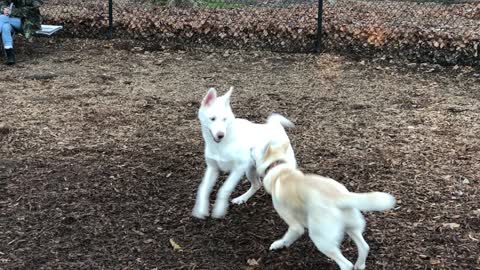 Leena plays with a dog park friend.