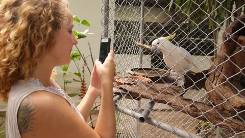 Blonde Girl Taking Picture by Cellphone of Cockatoo. Slow Motion