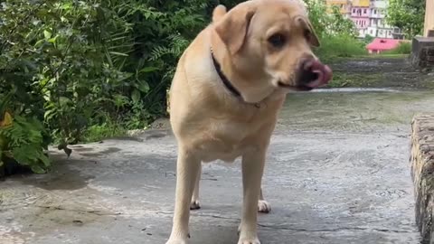 Funny moments with my dog #25 🐕😂