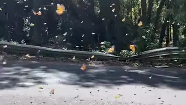 The monarch butterflys migrating