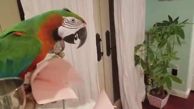 Parrot acting funny and smart