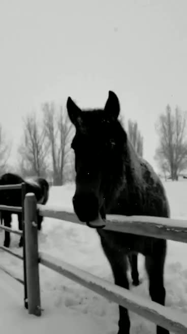 Good morning ms. Jaden