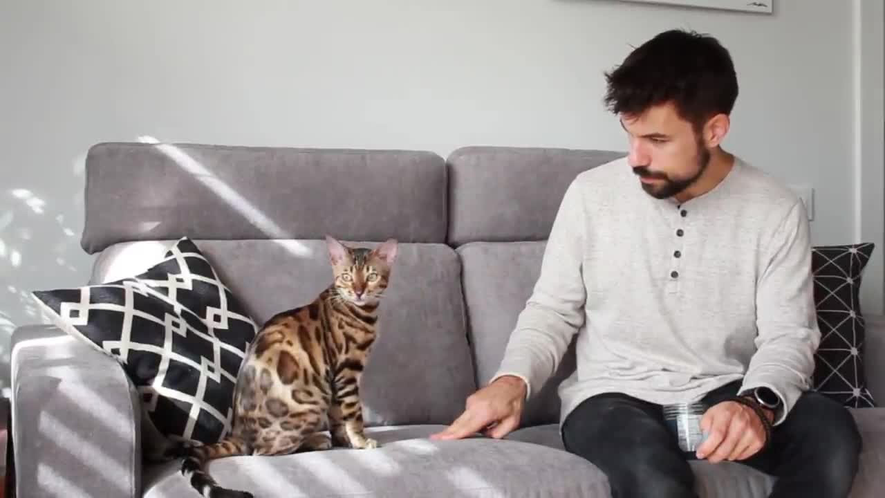 How to Learn 5 CAT TRICKS in just 10 minutes - Easy & Cool Clicker Training Tricks