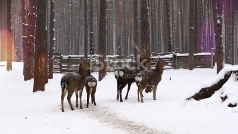 Enchanting Winter Wonderland: A Glimpse into Nature's Frozen Beauty ❄️✨