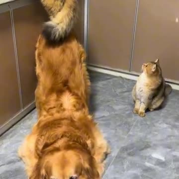 "A Helping Paw: Hilarious Hijinks as a Dog Bends Over Backwards to Feed a Cat!"