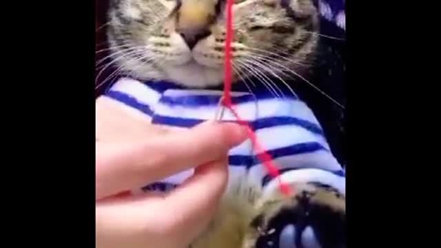 funny cat videos/ cute cats/best funny cat videos😂😂#shorts