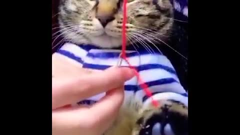 funny cat videos/ cute cats/best funny cat videos😂😂#shorts