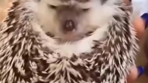 CUTE HEDGEHOG VIDEO