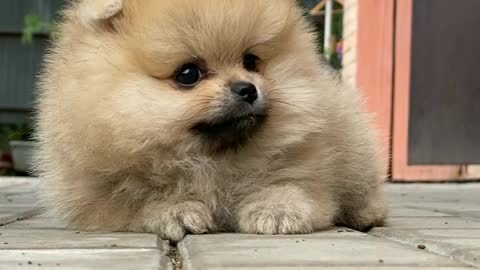 Cute Toy Pom