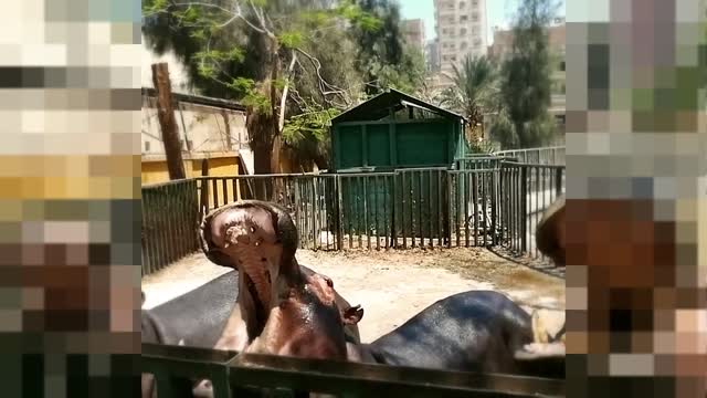 Little Boy Adored By Feeding Family Hippo