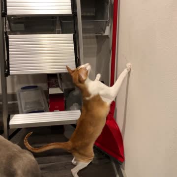 Cat Climbs a Ladder to Investigate Stuff
