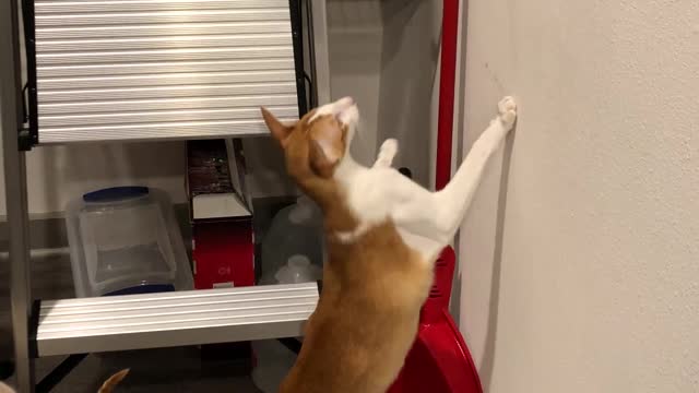 Cat Climbs a Ladder to Investigate Stuff