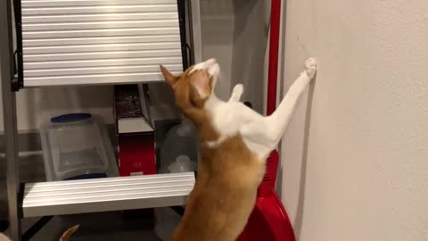 Cat Climbs a Ladder to Investigate Stuff