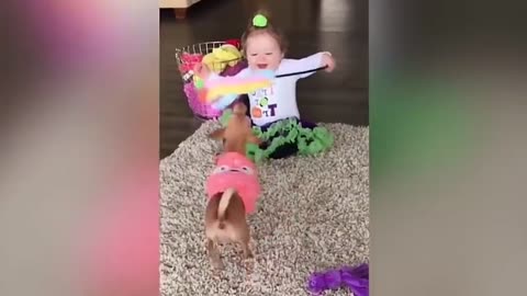 dogs funny videos with babies