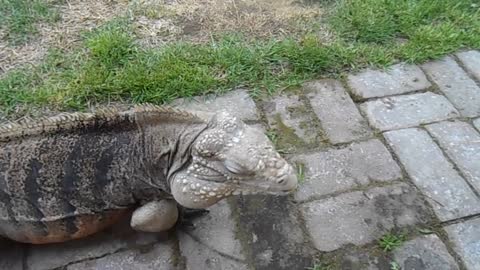 Lizard Greets Man like a Dog!