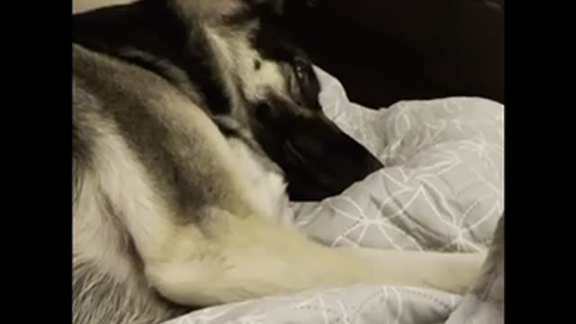 Tired German Shepherd Dog Doesn't Want to be Bothered while sleeping