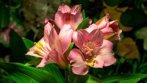 Healing With Flowers