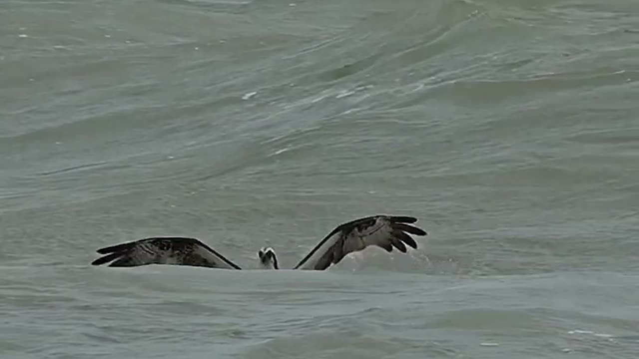 Osprey dives into rough ocean waves and grabs a huge pompano.