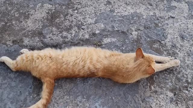 a cute cat sleeping waking up in the morning