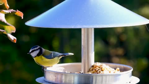 Bird Blue Tit Songbird Plumage