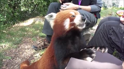 Cute and lovely red pandas