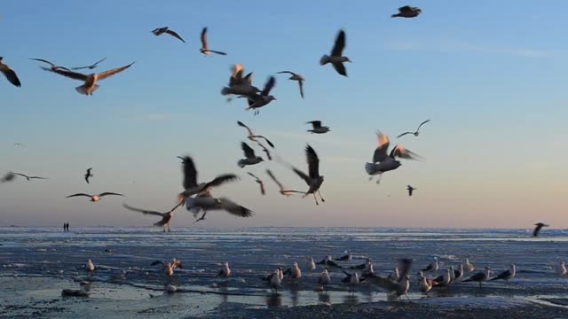 Birds landing on the beach - With great music