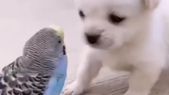 cute puppy and parrot