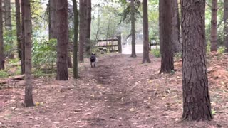 Horse runs in kicks tree farts on dog and runs away