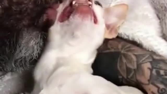 Chihuahua very funny and nervous animals 💗