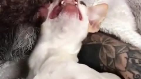 Chihuahua very funny and nervous animals 💗