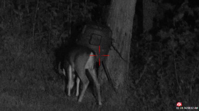 Buck at the feeder 2022