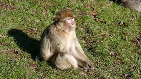 Monkey funny video2