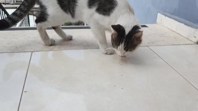 A beautiful cat eats meat and enjoys.