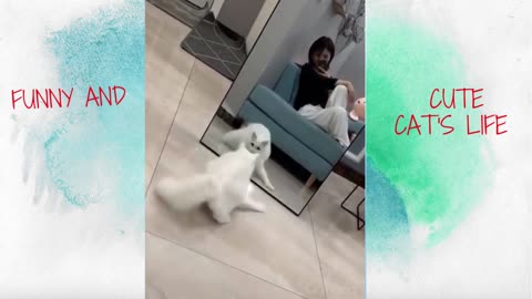 Funny and Cute Cat's Life